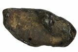 Fossil Whale Ear Bone - Miocene #99960-1